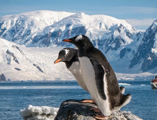 Reportage photos : croisière en Péninsule Antarctique